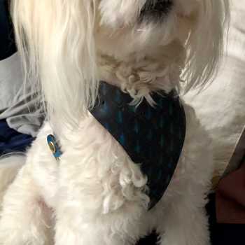 Dog Harness 1.0